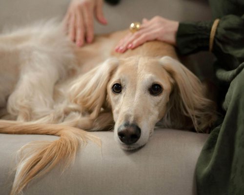 Como saber se o pet tem dor crônica? clínica veterinária 24h