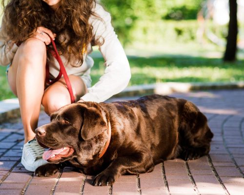 Como saber se meu pet está com dor na coluna? clínica veterinária 24h