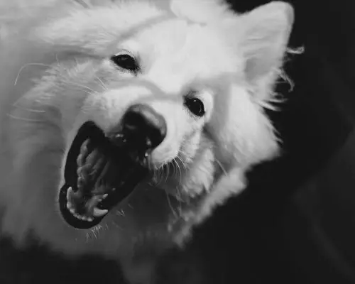 Meu pet parou de comer por dor nos dentes? clínica veterinária 24h