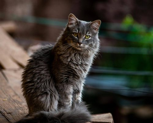 É verdade que gato não demonstra dor? clínica veterinária 24h