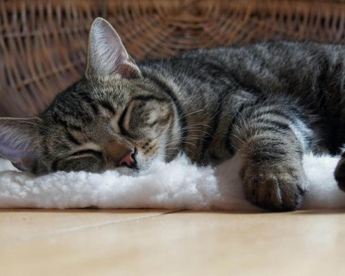 Meu gato dorme muito: o que pode ser? clínica veterinária 24h