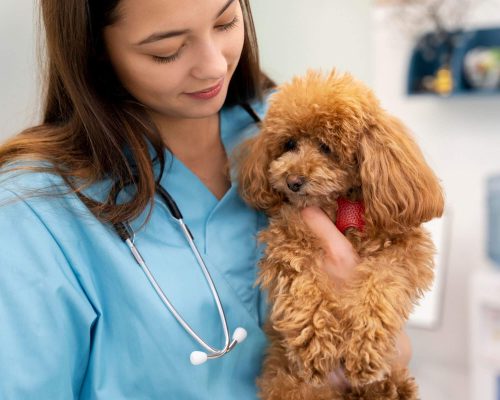 Meu pet precisa fazer exames mesmo sem sintomas? clínica veterinária 24h