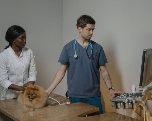Como é feito o ecocardiograma em pets? clínica veterinária 24h
