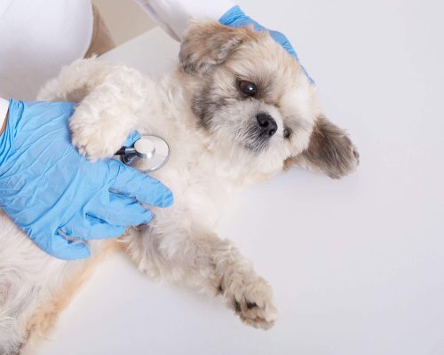 Quando o pet precisa de ecocardiograma? clínica veterinária 24h