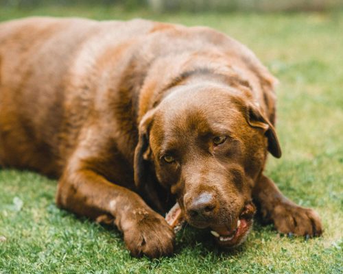 O que fazer se o cachorro engasgar? clínica veterinária 24h