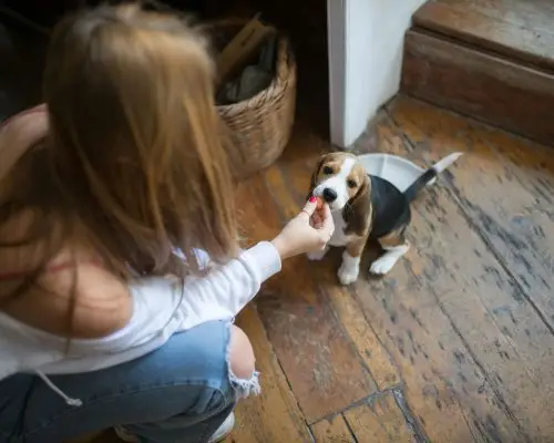Como ensinar o filhote a fazer as necessidades no lugar certo? clínica veterinária 24h