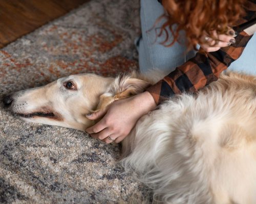 Epilepsia em pets: como identificar e tratar? clínica veterinária 24h