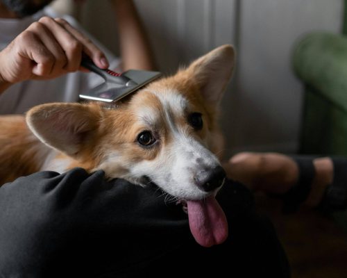 Qual escova é ideal para cada tipo de pelagem? clínica veterinária 24h