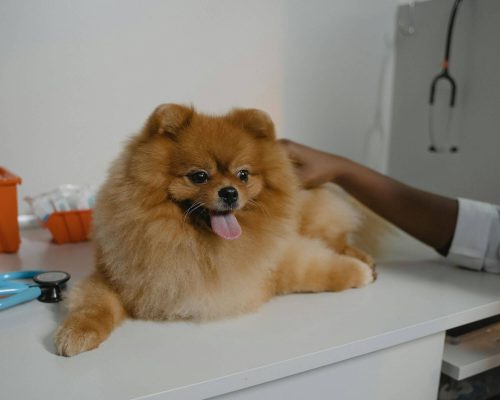 Quando o pet precisa mesmo de um especialista? clínica veterinária 24h