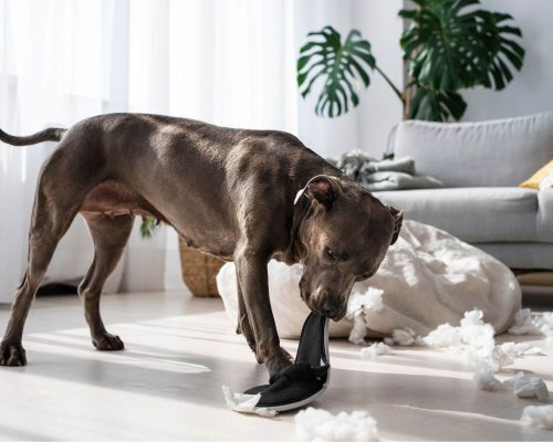 Estresse em pets: sinais e formas de aliviar, clínica veterinária 24h