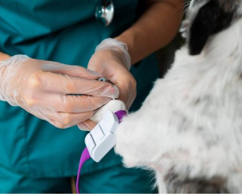 Como se preparar para exames laboratoriais em pets? clínica veterinária 24h