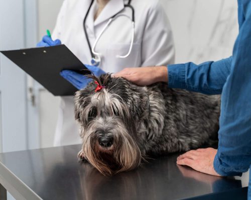 Quando fazer exames hormonais no pet? clínica veterinária 24h