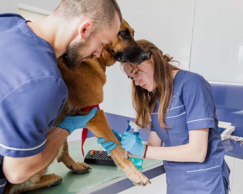 Posso parcelar exames veterinários? clínica veterinária 24h