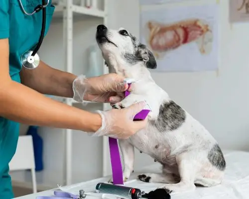 Diabetes em pets: como identificar e tratar, clínica veterinária 24h