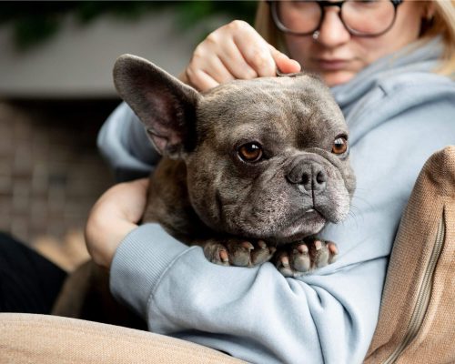 Como saber se meu cachorro está com febre sem termômetro? clínica veterinária 24h