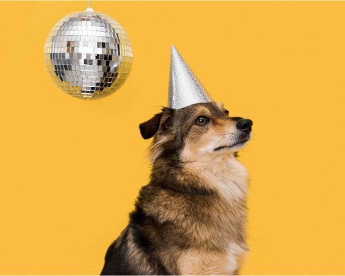 Cuidados com pets em festas de fim de ano, clínica veterinária 24h