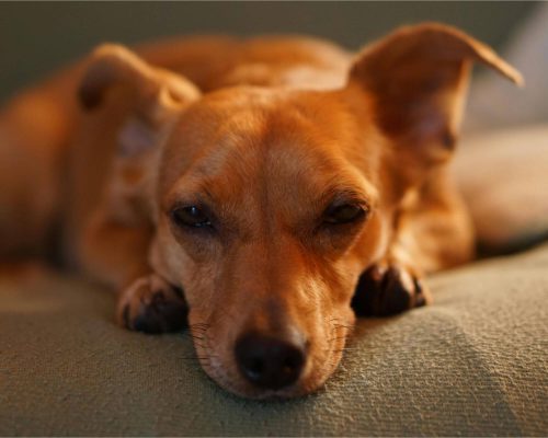 Meu cachorro está com sangue nas fezes: é grave?