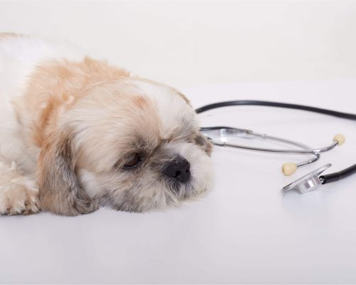 Como saber se o fígado do pet está funcionando bem? clínica veterinária 24h