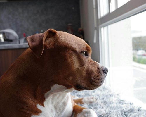 Como saber se meu cachorro está com problema no fígado? clínica veterinária 24h