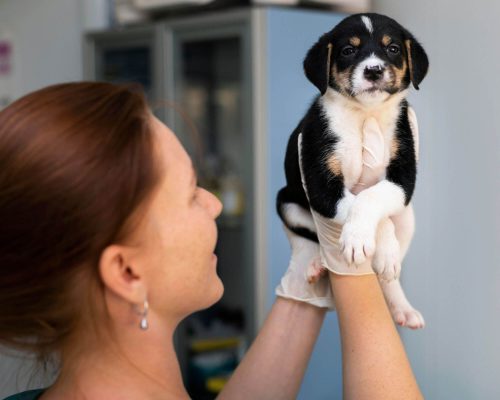 Quanto custa vacina de cachorro filhote em 2025 em Maringá? clínica veterinária 24h