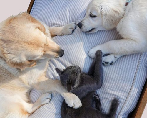 A importância da vermifugação em filhotes, clínica veterinária 24h