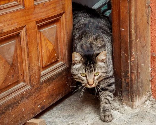 Como evitar que o gato fuja de casa? clínica veterinária 24h