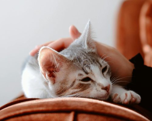 Gato com tremores: é normal ou sinal de doença? clínica veterinária 24h