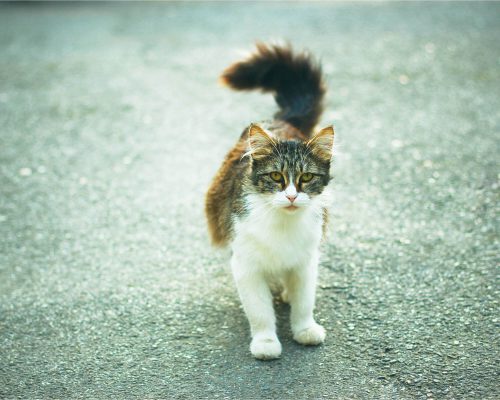 Gato que anda torto: pode ser problema neurológico? clínica veterinária 24h