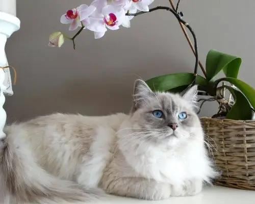 Gato de apartamento precisa vacinar? clínica veterinária 24h