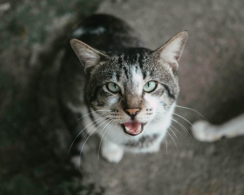 Por que meu gato está babando? clínica veterinária 24h