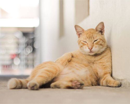 Gato com barriga inchada: o que pode ser? clínica veterinária 24h