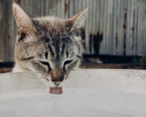 Meu gato está com sede excessiva: pode ser diabetes? clínica veterinária 24h