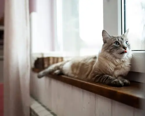 Gato de Apartamento Precisa Vacinar? Sim, E Aqui Está o Porquê! clínica veterinária 24h