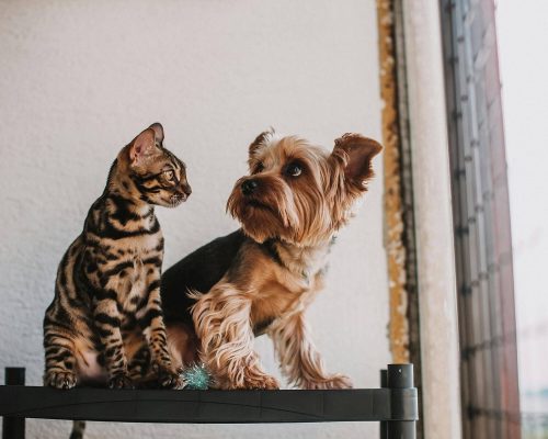 Gato e cachorro podem viver juntos em harmonia? clínica veterinária 24h