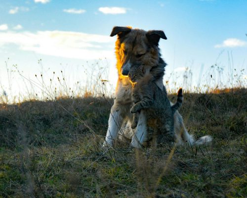 Gato pode viver no mesmo local que cachorro? clínica veterinária 24h