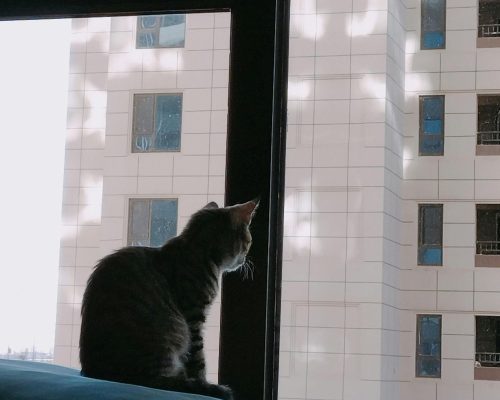 Gato em apartamento: cuidados e indicações, clínica veterinária 24h