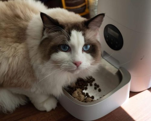 Gato com dificuldade para engolir: o que pode causar? clínica veterinária 24h