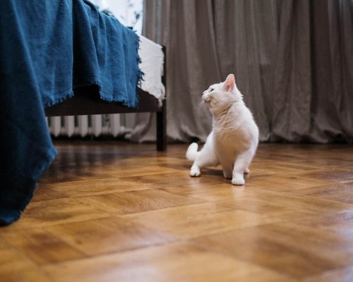 Gato idoso escorregando nas patas: é artrose? clínica veterinária 24h