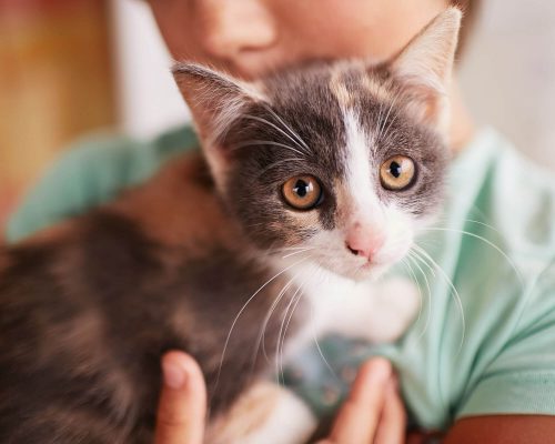 Febre em gato: como saber se ele está com febre? clínica veterinária 24h