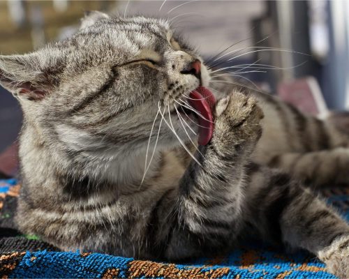 Por que o gato lambe tanto as patas? clínica veterinária 24h