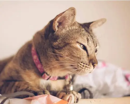 Por que o olho do meu gato está inchado? clínica veterinária 24h
