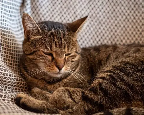 Gato com pressão alta: como tratar? clínica veterinária 24h