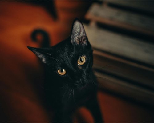 Gato preto dá azar? Vamos desmistificar! clínica veterinária 24h