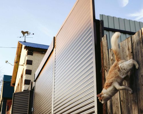 Gato pulou e agora manca: precisa de raio-x? clínica veterinária 24h