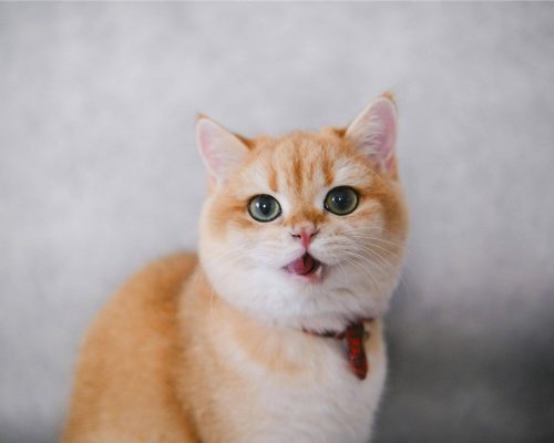Gato que respira com a boca aberta: é urgência? clínica veterinária 24h