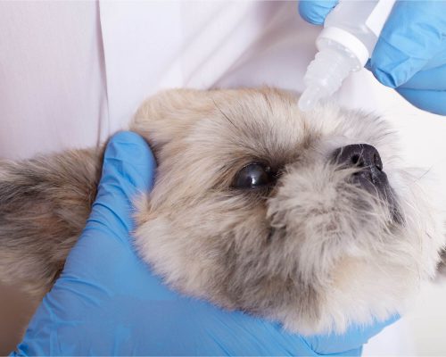 Olho branco em cachorro: é glaucoma? clínica veterinária 24h