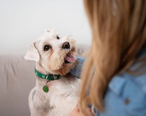 Como controlar a glicemia do pet em casa? clínica veterinária 24h