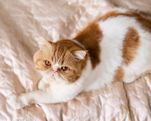 Gravidez psicologica em gata: como identificar, clínica veterinária 24h