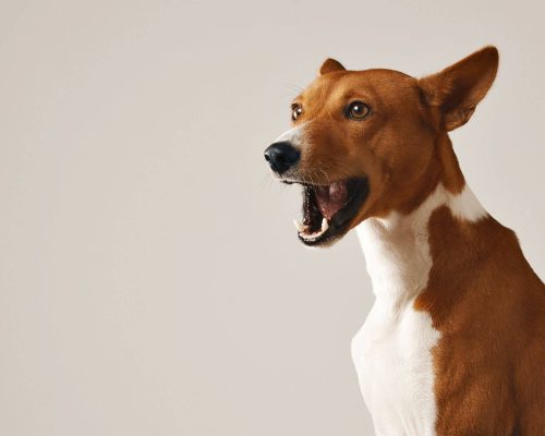 Meu pet grita ao ser tocado: pode ser dor muscular? clínica veterinária 24h