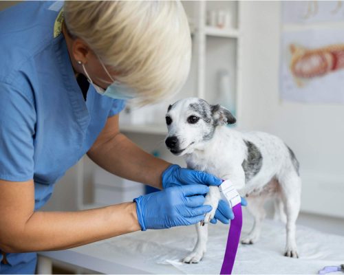 Como interpretar o hemograma do meu pet? clínica veterinária 24h